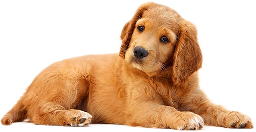 about-pets
